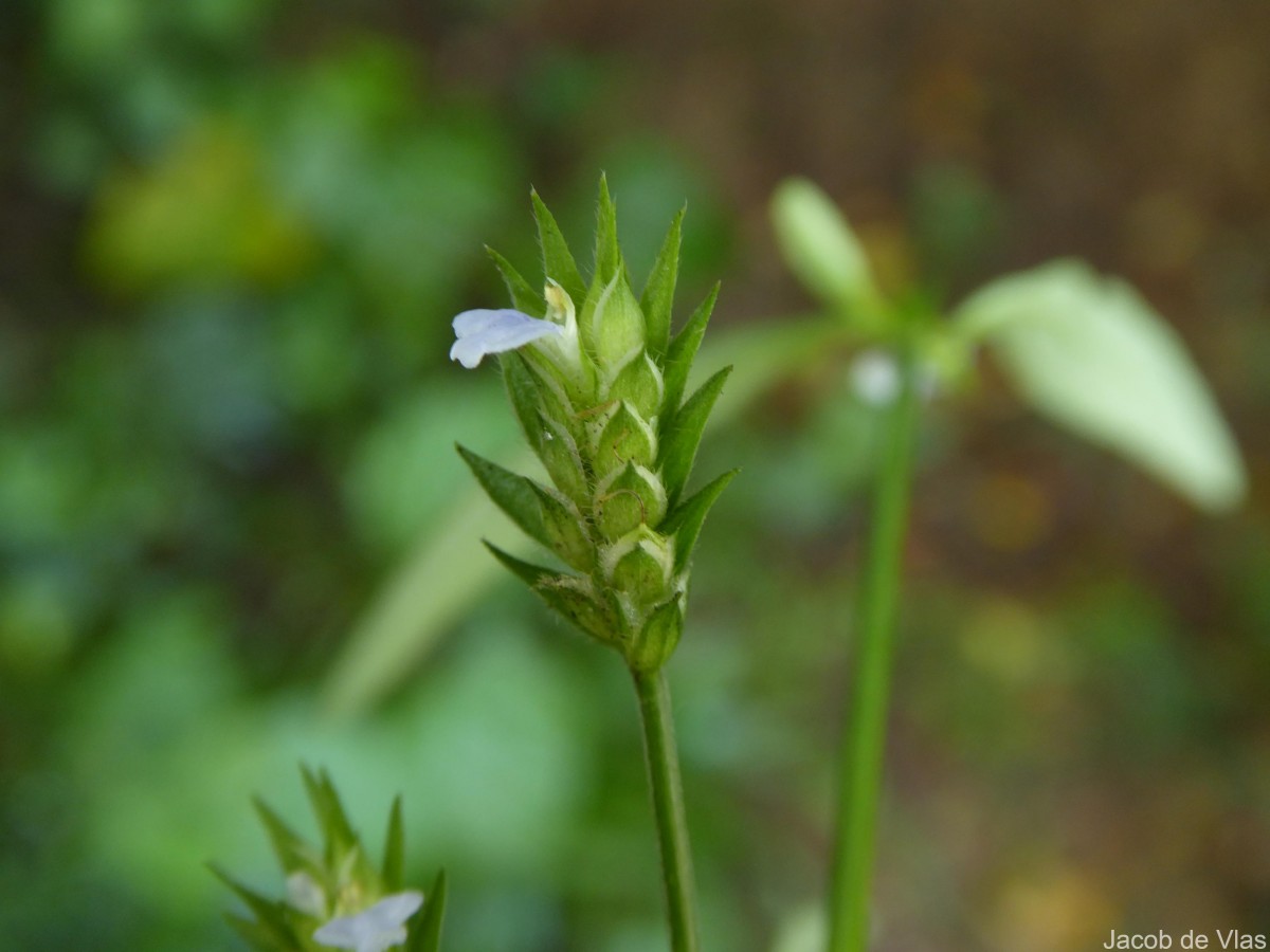 Rungia pectinata (L.) Nees